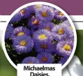  ??  ?? Michaelmas Daisies,