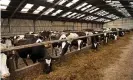  ??  ?? A herd of Friesian dairy cows feeding in a cattle shed. Photograph: Alamy