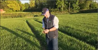  ??  ?? Ciaran Hickey, Tillage Advisor, Teagasc Enniscorth­y walking a spring barley crop.