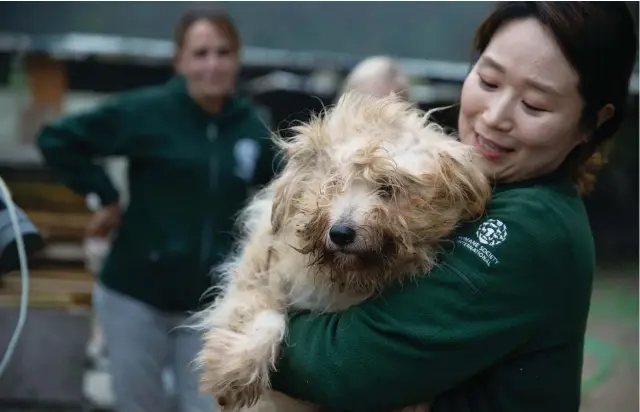  ?? Korea Times photo by Choi Won-suk ?? A Humane Society Internatio­nal employee moves a dog from a cage to a transport container at a farm in Yeoju, Gyeonggi Province, Wednesday. The dogs have been sent to adoption shelters in Canada, the U.S. and U.K.