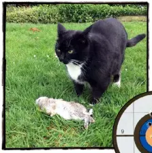  ??  ?? Know your enemy: the writer’s cat inspects the dead rabbit; more misses than bulleyes.