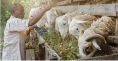  ?? ALFIAN RIZAL/JAWAPOS ?? HARUS SEHAT: Pemilik ternak sapi di Sepande, Candi, memberi makan dan memeriksa kondisi hewan ternaknya agar siap menjadi hewan kurban.