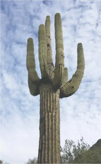  ?? PHOTOS: MICHELE JARVIE ?? A Saguaro cactus presents an imposing figure in Mcdowell Sonoran Preserve.