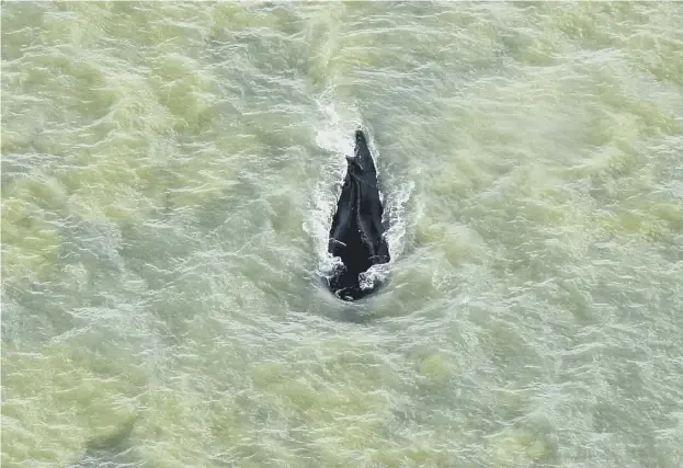  ??  ?? 0 A humpback whale which had swum into the East Alligator River in Australia’s Northern Territorie­s returned to the ocean in Van Diemen Gulf yesterday