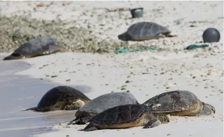  ?? AFP ?? A Universida­de Agostinho Neto desenvolve um projecto de protecção de espécies de tartarugas marinhas em perigo de extinção em Angola