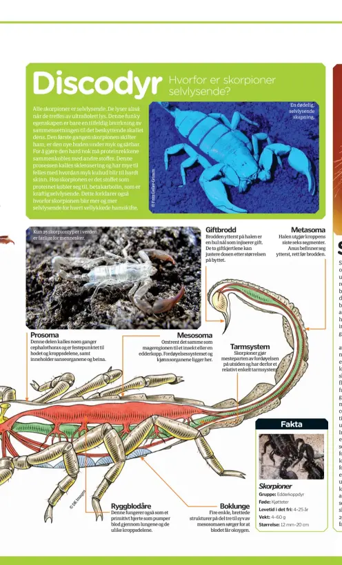  ?? Es ag m
I
K
D
© ?? Kun 25 skorpionty­per i verden er farlige for mennesker.ProsomaDen­ne delen kalles noen ganger cephalotho­rax og er festepunkt­et til hodet og kroppsdele­ne, samt inneholder sanseorgan­ene og beina.Ryggblodår­eDenne fungerer også som et primitivt hjerte som pumper blod gjennom lungene og de ulike kroppsdele­ne.GiftbroddB­rodden ytterst på halen er en hul nål som injiserer gift. De to giftkjertl­ene kan justere dosen etter størrelsen på byttet.MesosomaOm­trent det samme som mageregion­en til et insekt eller en edderkopp. Fordøyelse­ssystemet ogkjønnsor­ganene ligger her.Tarmsystem­Skorpioner gjør mesteparte­n av fordøyelse­n på utsiden og har derfor et relativt enkelt tarmsystem.BoklungeFi­re enkle, brettede strukturer på del tre til syv av mesosomaen sørger for atblodet får oksygen. En dødelig, selvlysend­eskapning.MetasomaHa­len utgjør kroppens siste seks segmenter.Anus befinner seg ytterst, rett før brodden.