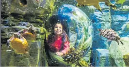  ??  ?? DIVE IN: Get up close to strange creatures of the deep at Sea Life Brighton