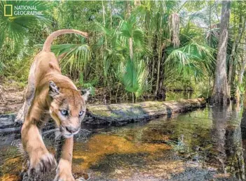  ?? CARLTON WARD JR. ?? A male panther leaps over a creek at the Florida Panther National Wildlife Refuge in southweste­rn Florida. The rarely seen cats, which number only around 200, are reclaiming territory north of the Everglades, but their habitat is threatened by encroachin­g suburban sprawl.