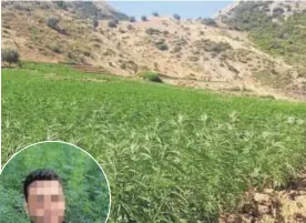  ?? ABC ?? El joven productor se hace un «selfie» en su plantación de hachís (arriba)