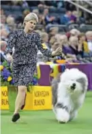  ??  ?? The Old English Sheepdog nicknamed ‘Elsa’ and trainer compete during the Herding Group judging.