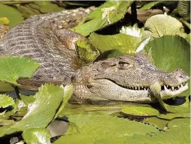  ??  ?? Hüter des Wassers – der Esquinas- Urwald ist Heimat von Reptilien! Dieser Kaiman lebt sogar im „ Pool“der nahen Lodge.