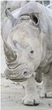  ?? SAN DIEGO ZOO GLOBAL ?? Amani, a 10-year-old southern white rhino, is pregnant through artificial inseminati­on.
