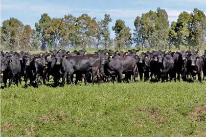  ?? ARCHIVO CLARIN ?? Agobiadas. Las vacas comen menos pasturas cuando hay estrés térmico. Por eso es importante equilibrar la dieta.