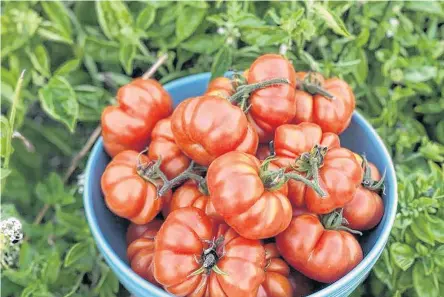  ??  ?? Tomatoes are easy to grow in gardens and pots as long as they have plenty of sun and consistent moisture.