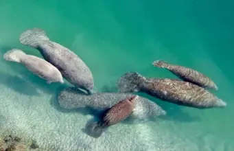  ?? AP PHOTO/LYNNE SLADKY ?? In 2020, a group of manatees swim in a canal where discharge from a nearby Florida Power & Light plant warms the water in Fort Lauderdale, Fla.