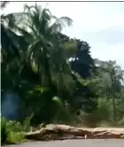  ?? Cortesía ?? Un hombre derribó un árbol sobre el tendido eléctrico, en Vizcaya, Limón.