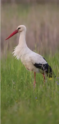  ??  ?? White Storks will excrete their droppings onto their legs in order to cool down as the liquid evaporates in the sun.