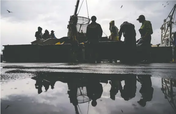  ??  ?? Fishermen sort salmon as they unload the Hokushin Maru. The catch off Japan’s northern coast is down significan­tly in recent years.
PHOTOS: SALWAN GEORGES/FOR THE WASHINGTON POST