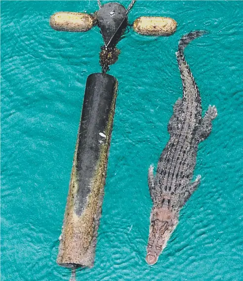  ?? Picture: SLSQ ?? SPOTTED: A three-metre long saltwater crocodile swimming off Four Mile Beach, Port Douglas, seen on aerial drone footage.