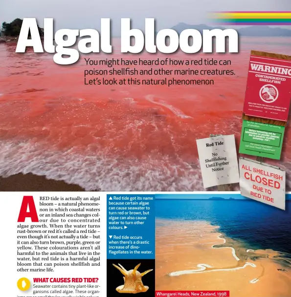  ??  ?? Red tide got its name because certain algae can cause seawater to turn red or brown, but algae can also cause water to turn other colours.
Red tide occurs when there’s a drastic increase of dinoflagel­lates in the water.