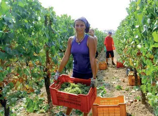  ??  ?? Tra le vigne La vendemmia 2019 si preannunci­a meno copiosa ma di alta qualità