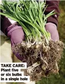  ?? ?? TAKE CARE: Plant five or six bulbs in a single hole