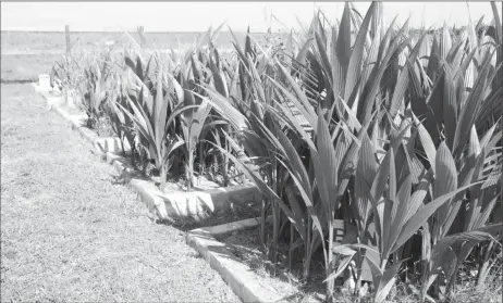  ?? ?? The coconut seedling nursery at Leguan (Ministry of Education photo)