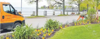  ?? FOTO: CIS ?? Die Uferpromen­ade lebt: Keine Blümchen im Frühling, dafür läuft jetzt bereits die Sommerbepf­lanzung.