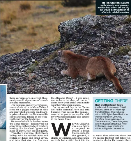  ??  ?? IN ITS SIGHTS: A puma waits intently as a guanaco ambles into view – but the big cat would be thwarted in its
efforts to catch the animal