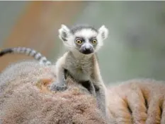  ?? Foto: Fran Wiesner ?? Ist dieses Katta-Junge nicht niedlich? Das Foto stammt aus dem Tierpark Hellabrunn, ursprüngli­ch kommt diese Affenart aus Madagaskar.
