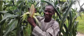  ??  ?? A farmer harvesting maize