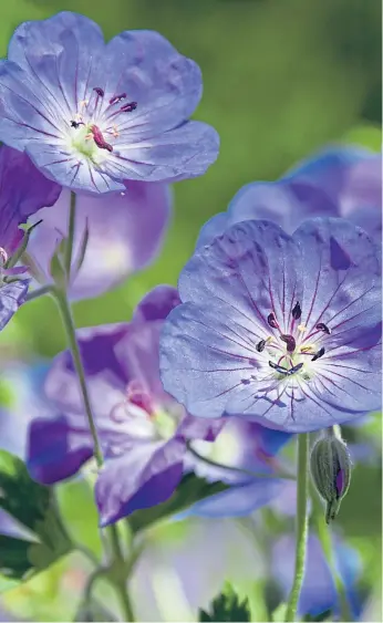  ?? ?? Geranium ‘Rozanne’ is one of the garden stalwarts, while Hydrangea paniculata ‘Limelight’, inset, is a robust shrub providing a blast of colour in borders