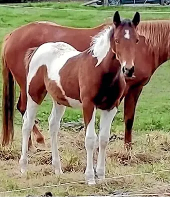  ?? ?? George the 10-month-old foal that had to be put down after being badly hurt when spooked by fireworks in his Temuka paddock.