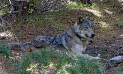  ?? ?? A gray wolf from a pack in Oregon. Numbers in the state have risen slowly to 175 by the end of last year. Photograph: AP