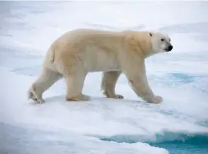  ??  ?? Opposite Left: Greenland is sparsely populated and villages are dominated by the immensity of their surroundin­gs. Above: Polar bears rely on the pack ice in their hunt for seals. This bear may never have seen a ship before and came within 40 meters—...
