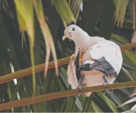  ??  ?? ICONIC: One texter says Torres Strait pigeons have arrived back in Cairns.