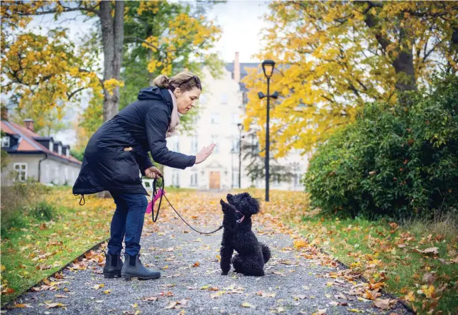  ?? FOTO: MIKAEL ANDERSSON ?? HIGHFIVE. Trots att Molly har mycket spring i benen så kan hon flera tricks – så klart förväntas en godis efter.