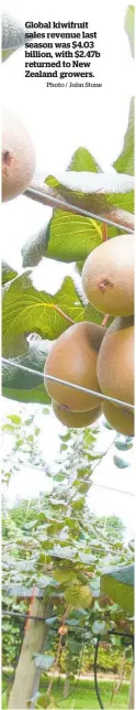  ?? Photo / John Stone ?? Global kiwifruit sales revenue last season was $4.03 billion, with $2.47b returned to New Zealand growers.