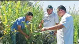  ?? PROVIDED TO CHINA DAILY ?? Guo Dongwei (right), an associate professor at Northwest A&amp;F University, assesses the growth of corns at a new crop varieties demonstrat­ion park in Almaty, Kazakhstan. Zhang Zhengmao,