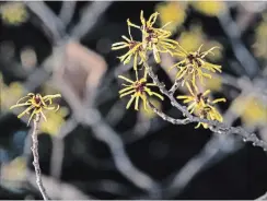  ??  ?? Chrome yellow, crinkled petals of the Chinese witch hazel
(Hamamelis mollis) usually appear from January to
March, depending on the year.