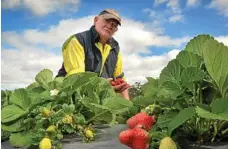  ?? PHOTO: BRETT WORTMAN ?? CLOSING TIME: Rick Twist has mixed feelings about the closure of his 46-year-old strawberry farm.