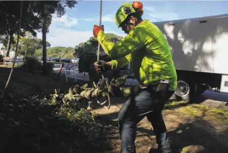  ?? Photos by Santiago Mejia / The Chronicle ?? Eduardo Montaño of the Arborist Now tree service picks up Monterey pine tree branches as his coworker cuts and drops them.