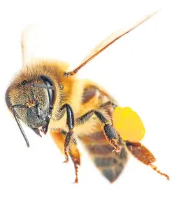  ??  ?? The Tennessee University study found the presence of agricultur­e impacted positively on hive health.