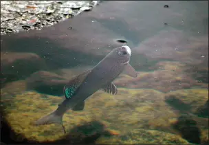  ?? (File Photo/AP/Bozeman Daily Chronicle/Ben Pierce) ?? An Arctic grayling is shown June 27, 2005, in Emerald Lake in Bozeman, Mont.