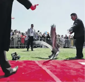  ??  ?? Men wearing dark suits and sunglasses attempt to corral one of the pelicans off the red carpet. One man was rewarded with a peck to the arm.