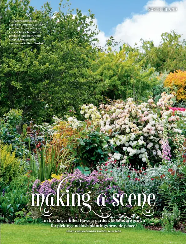  ??  ?? Michaelmas daisies add a splash of purple to a cottage planting plot, backed by an eye-catching viburnum that produces lime green, white and pink blooms in the curvaceous Sullivan Garden.