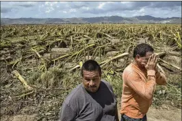  ?? VICTOR J. BLUE / THE NEW YORK TIMES ?? Jose A. Rivera, right, and his brother Jose Ramon Rivera look over their destroyed plantain crops in Yabucoa, Puerto Rico, on Sept. 24. In a matter of hours, Hurricane Maria wiped out about 80 percent of the crop value in Puerto Rico — making it one of...