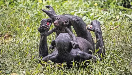  ?? PHOTOGRAPH­S BY BRYAN DENTON FOR THE NEW YORK TIMES ?? A baby gorilla can fetch prices up to $250,000. Some 22,000 apes have been killed or smuggled since 2005. Suspected poachers in Congo; a bonobo and her baby.