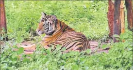  ?? HT PHOTO ?? Sundari has been blamed by residents for attacks that left a man dead in Odisha’s Angul district.