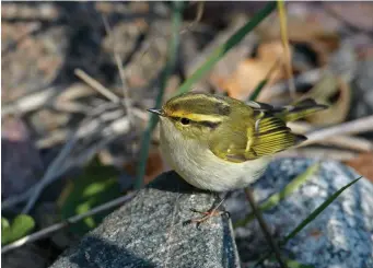  ?? ?? EIGHT: Pallas’s Warbler (Uto, Finland, 13
October 2010). This is a delightful image of a Pallas’s Warbler – typically compact, large headed and bull necked. The underparts are a beautiful silky white and offer an attractive contrast with the bright green and yellow hues in the head and upperparts. The face is as usual strongly marked, with dark coronal bands, a neat central crown stripe, a heavy dark eyestripe, well-marked ear coverts and a long and broad yellow superciliu­m, characteri­stically brightest above the lores. The bill is also typically short and dark looking, while the wing-bars are very yellow and contrast with the white tertial fringes.